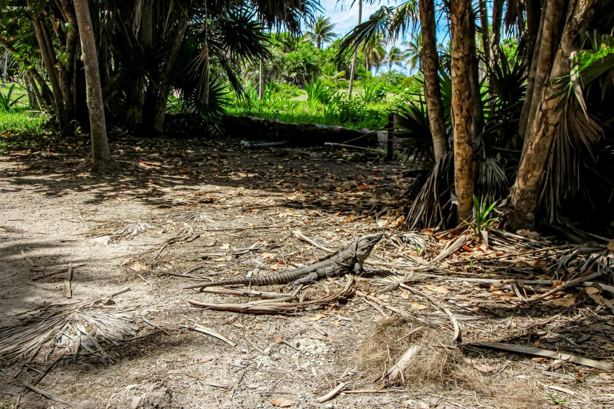 Aldea Zama Hotel Tulum Pueblo Kamer foto