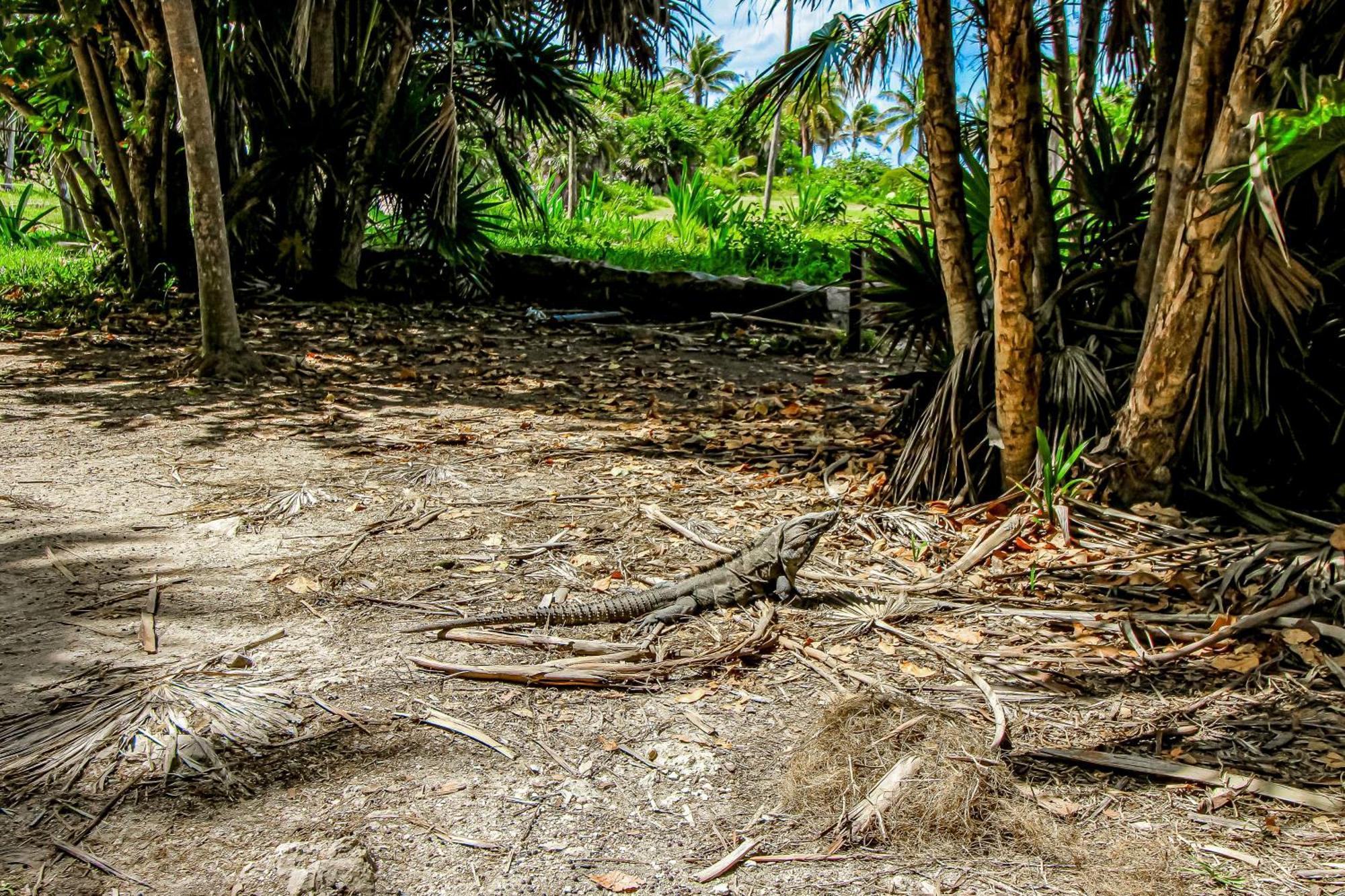 Aldea Zama Hotel Tulum Pueblo Buitenkant foto